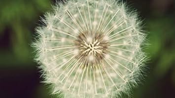 Organic White Dandelion Plant Seeds for Planting – Heirloom, Non-GMO